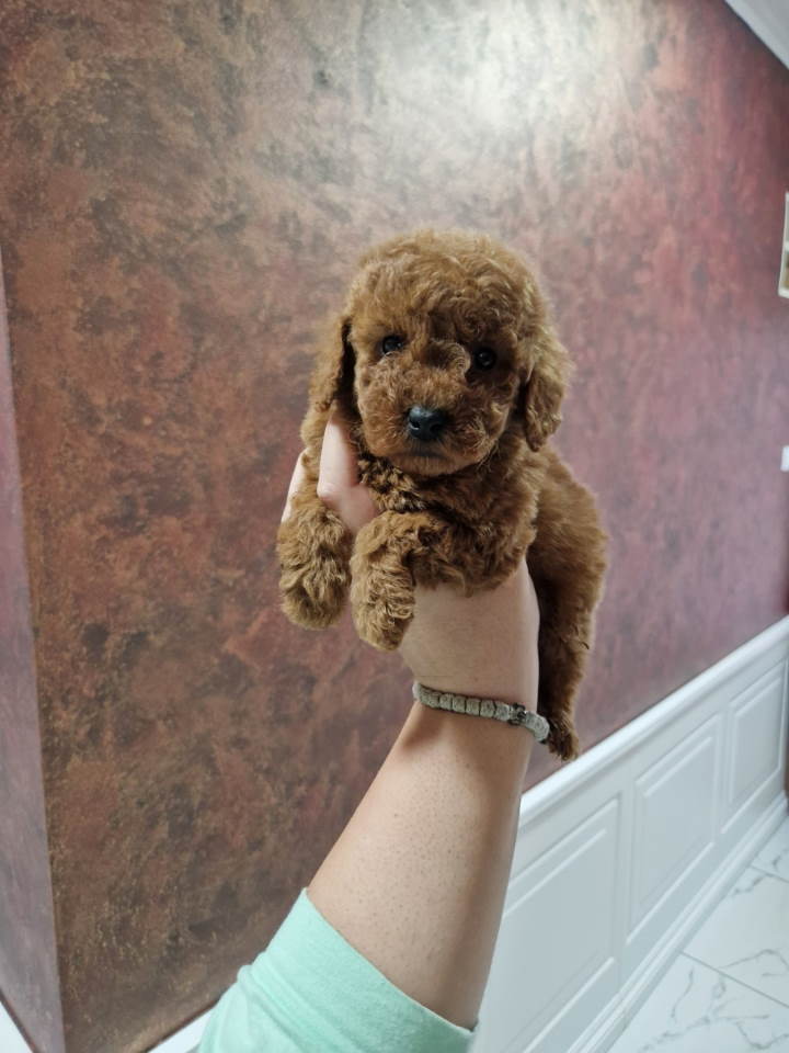 Prelepe malene pudle crvene boje