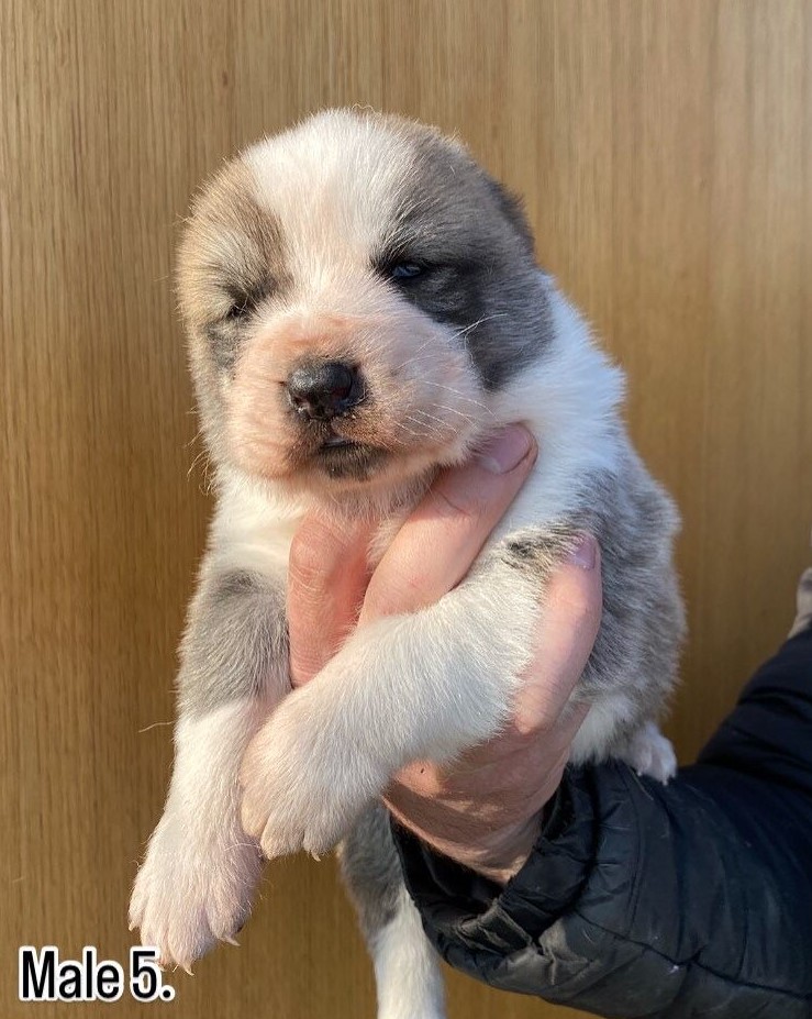 Srednjeazijski ovčar Alabai štenci