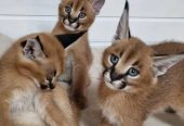 mačići serval, caracat i caracal