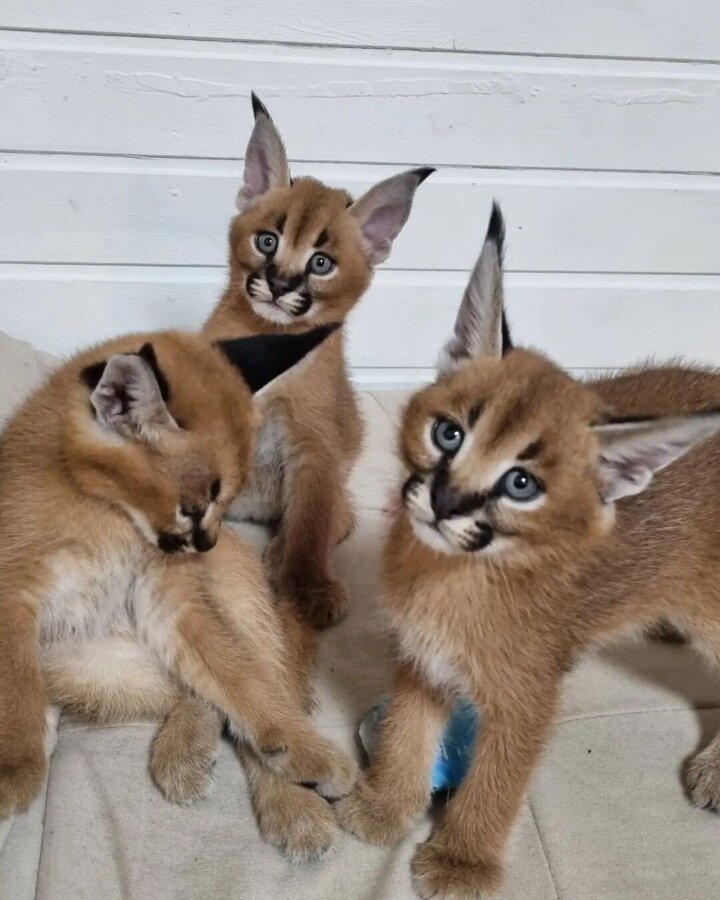 mačići serval, caracat i caracal
