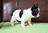 Francuski Buldog PRELEPI štenci