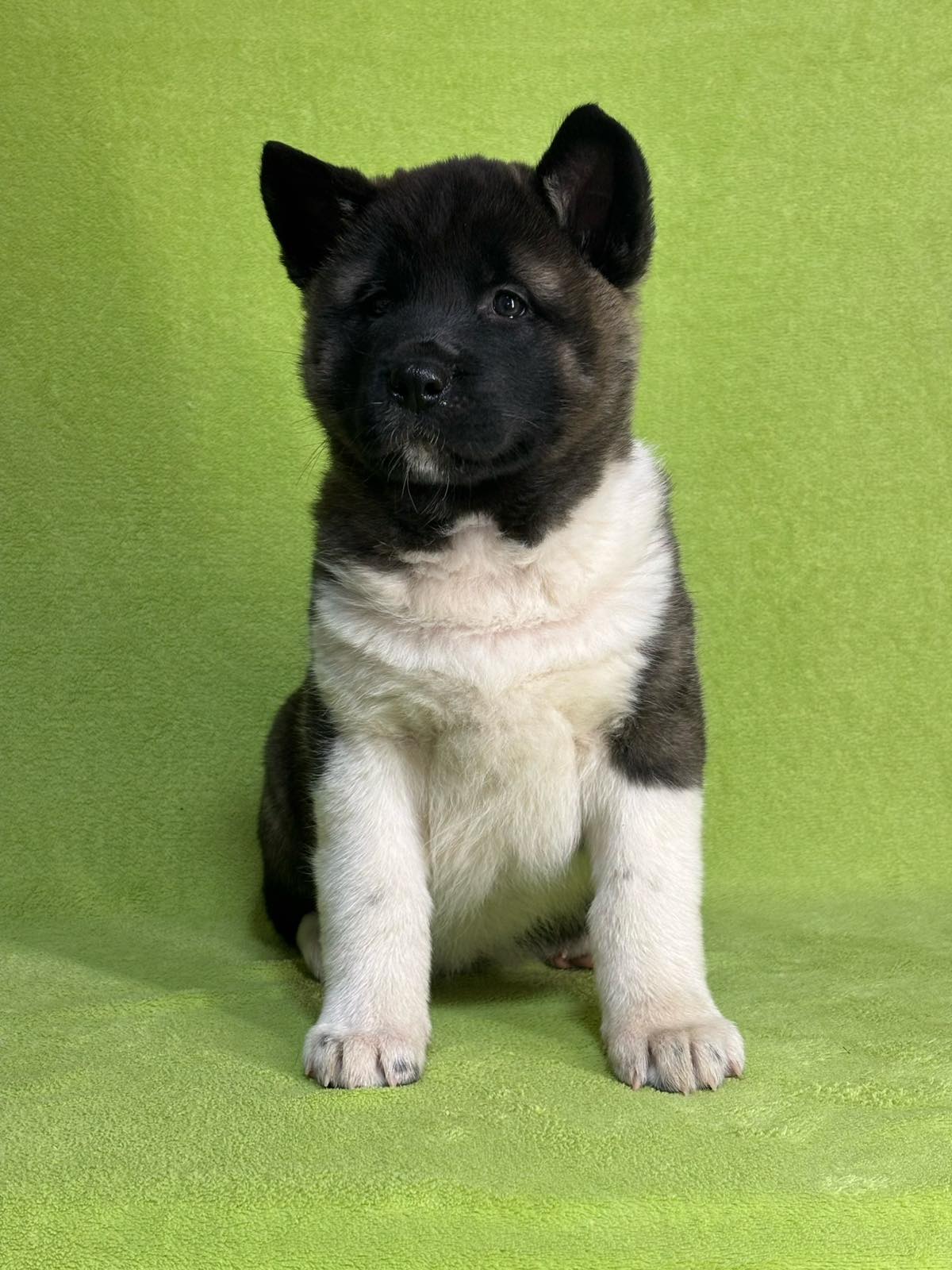 Americka Akita