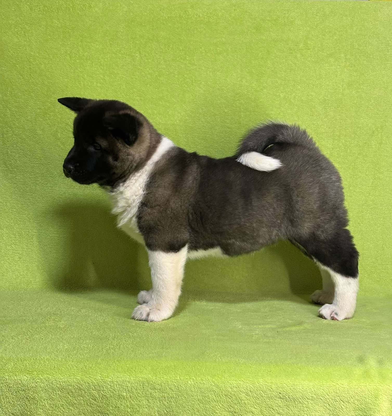 Americka Akita