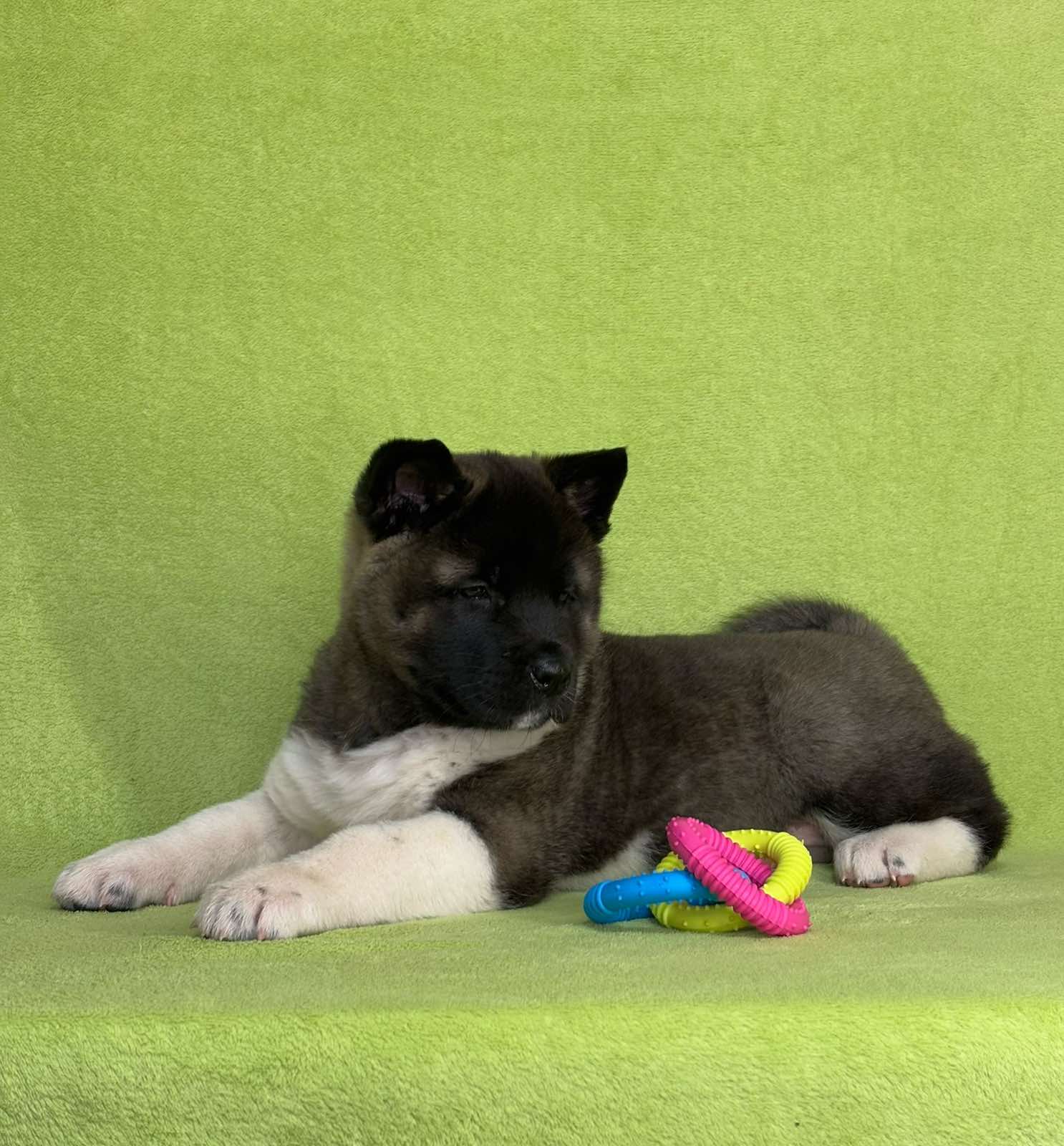 Americka Akita