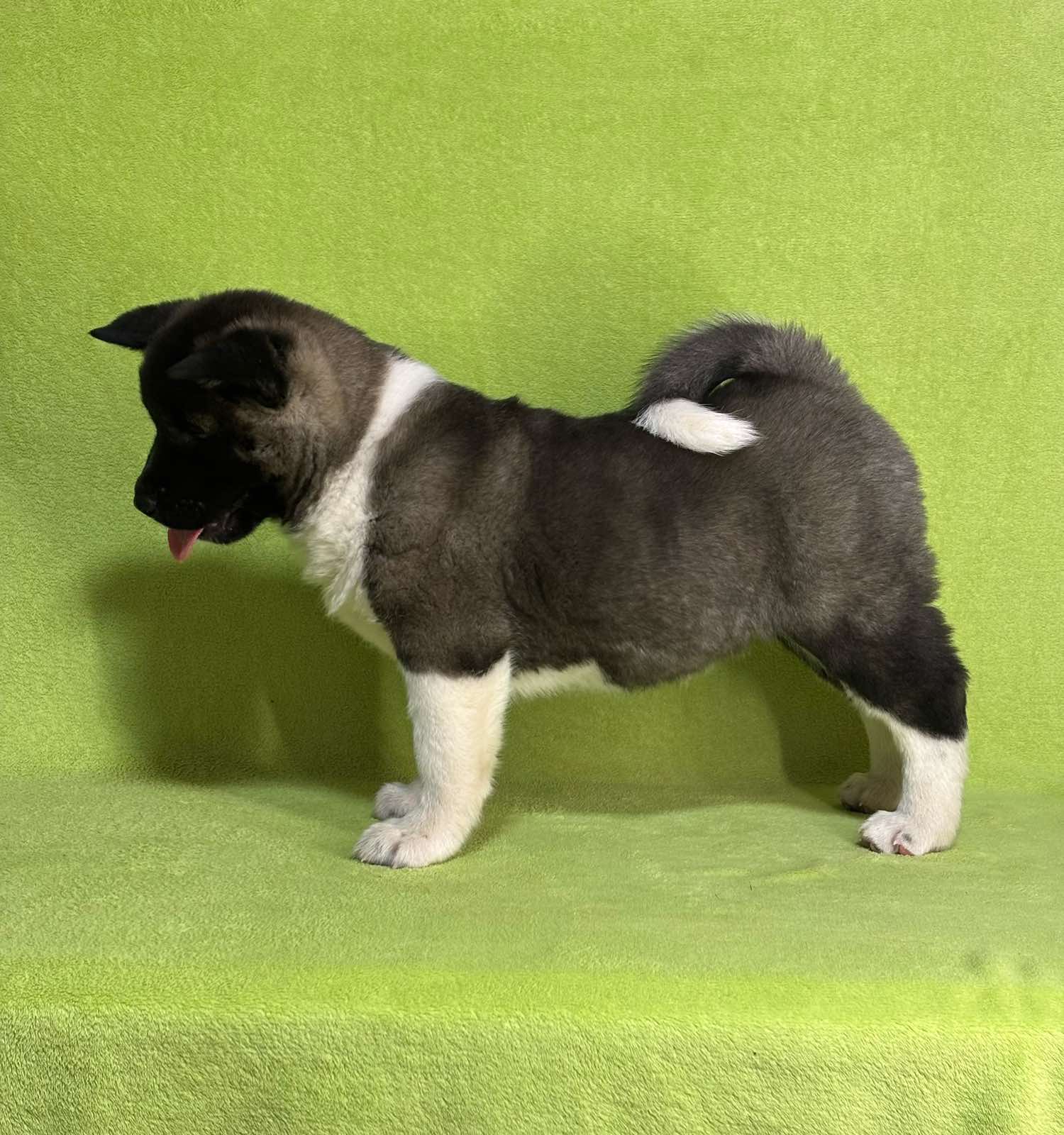 Americka Akita