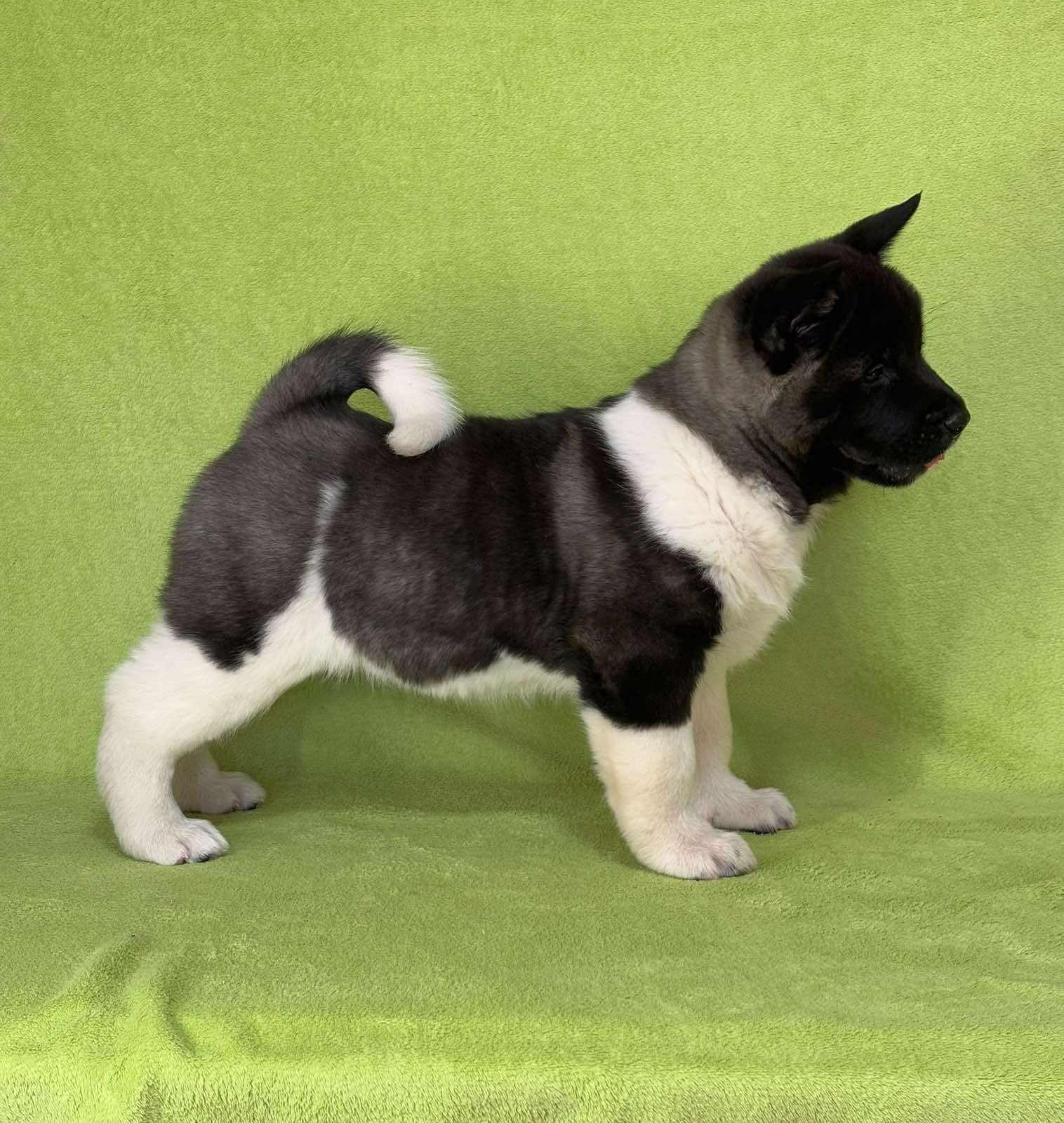 Americka Akita