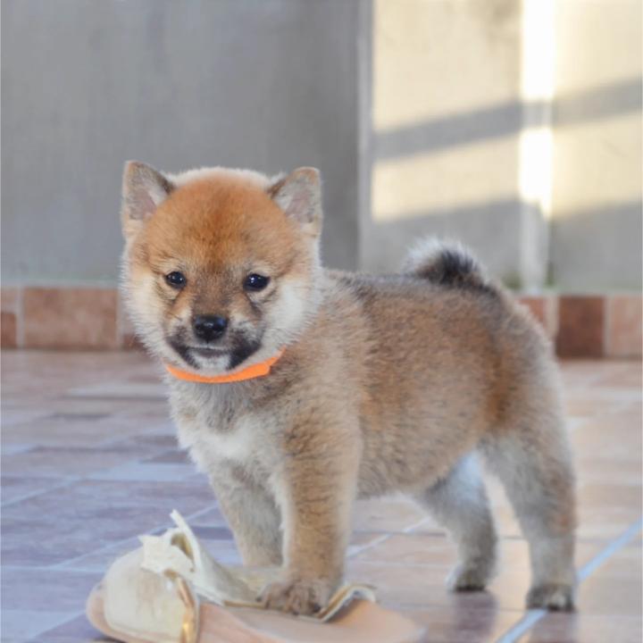 Shiba Inu štenci