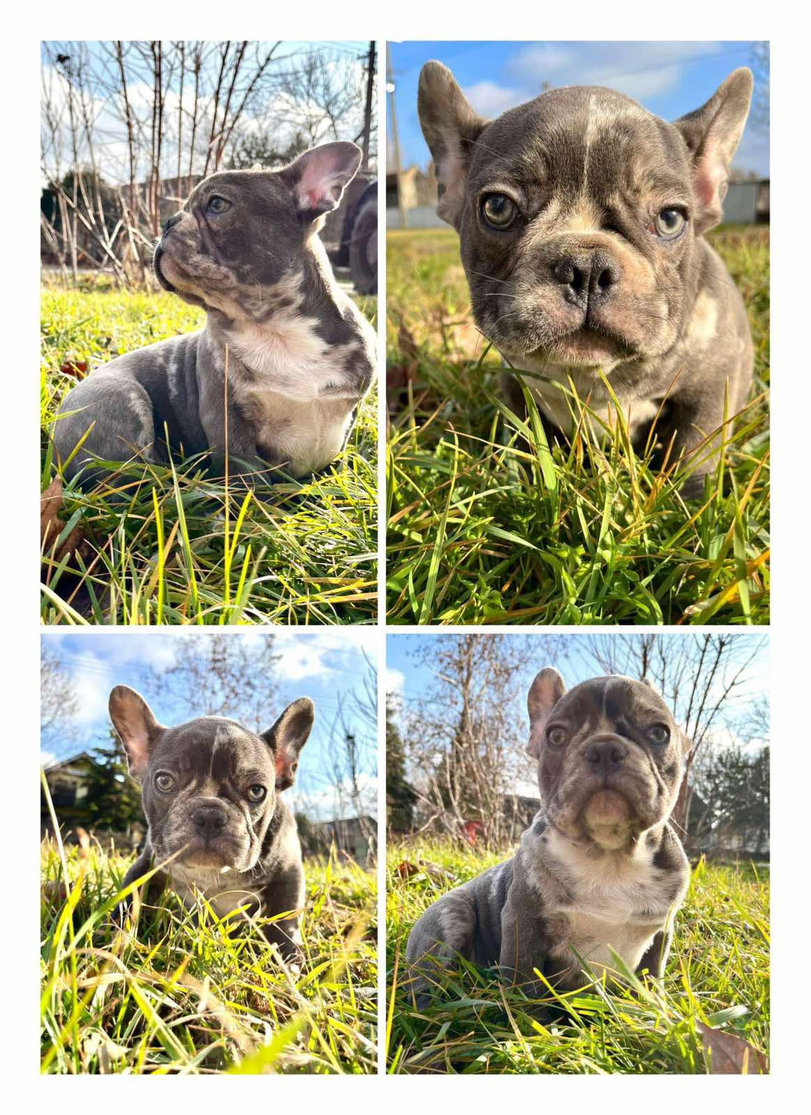 Francuski buldog plavi
