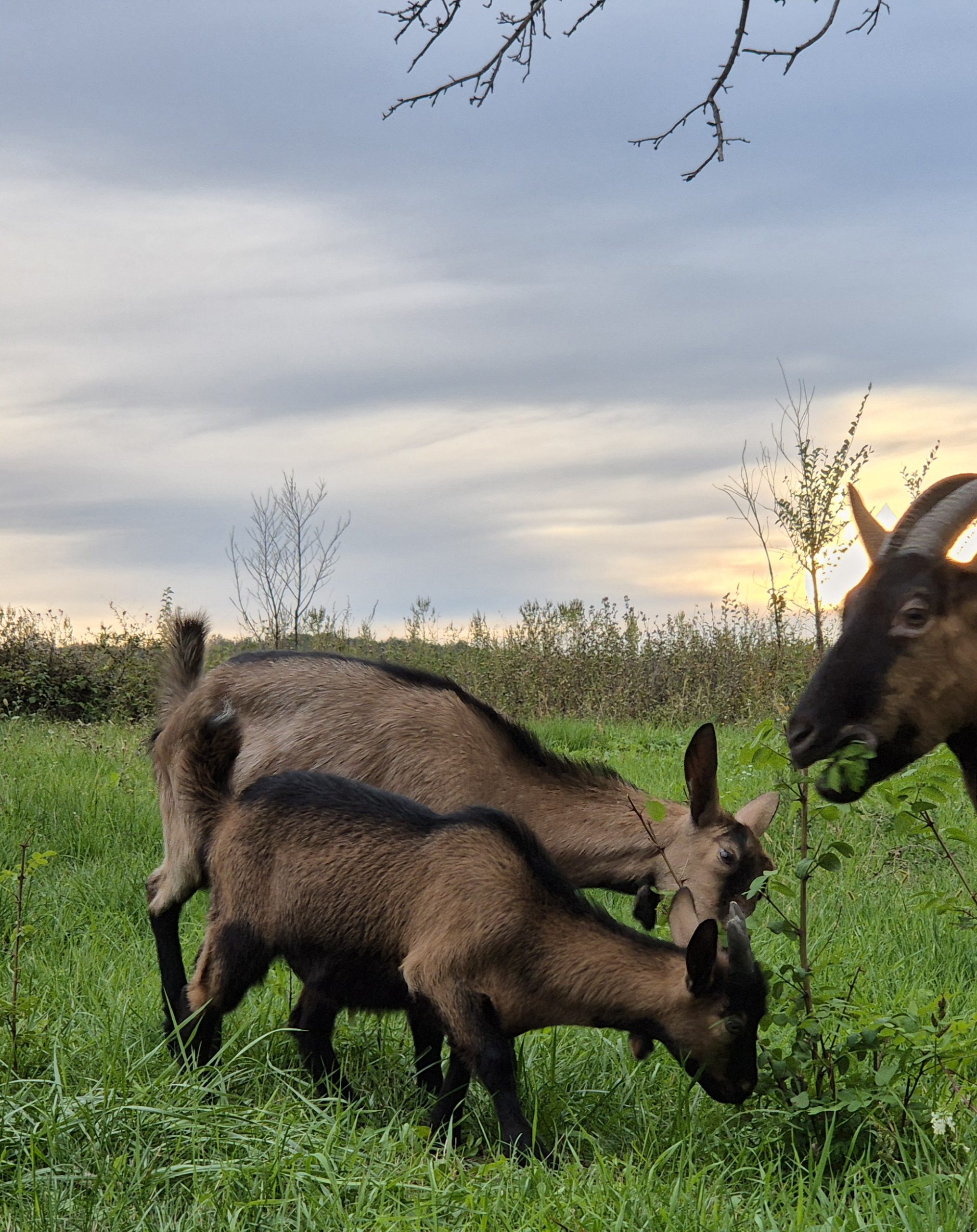 Prodajem dve mlade koze i jarca