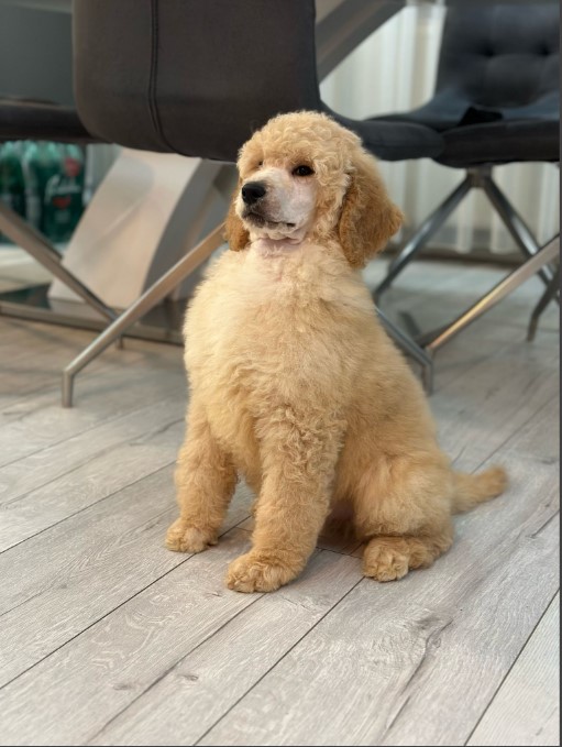 Štenci standard poodle