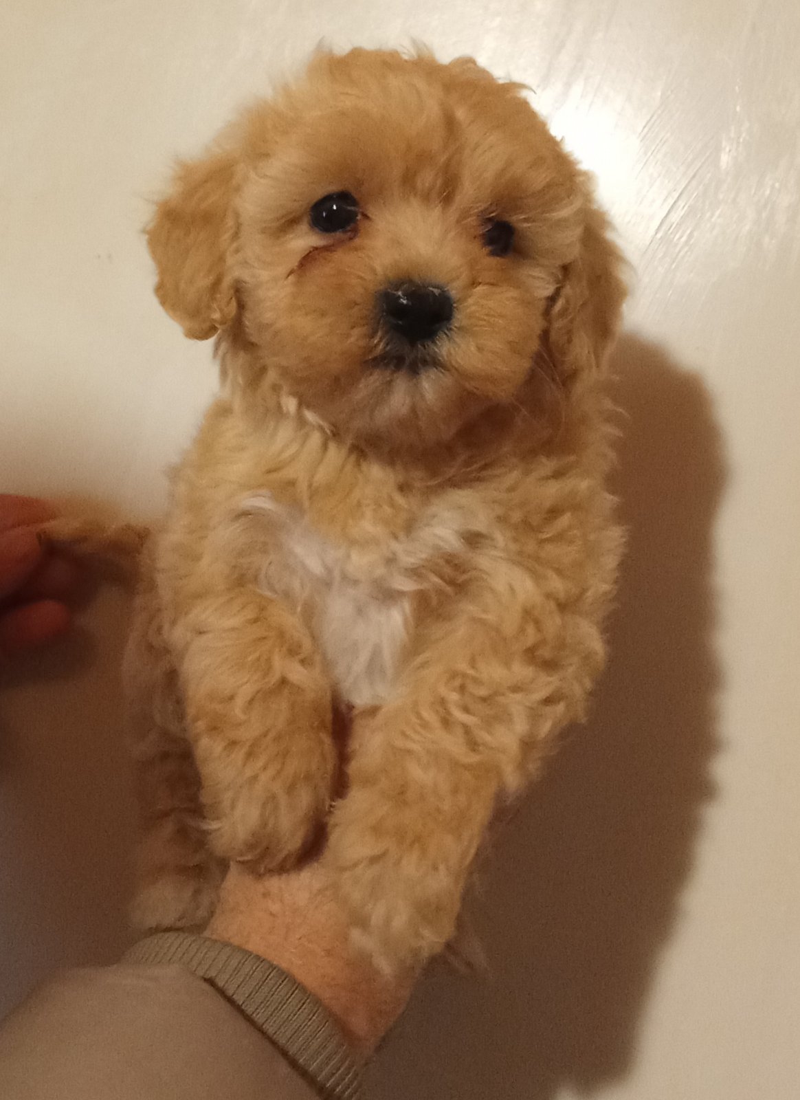 MALTIPOO stenad
