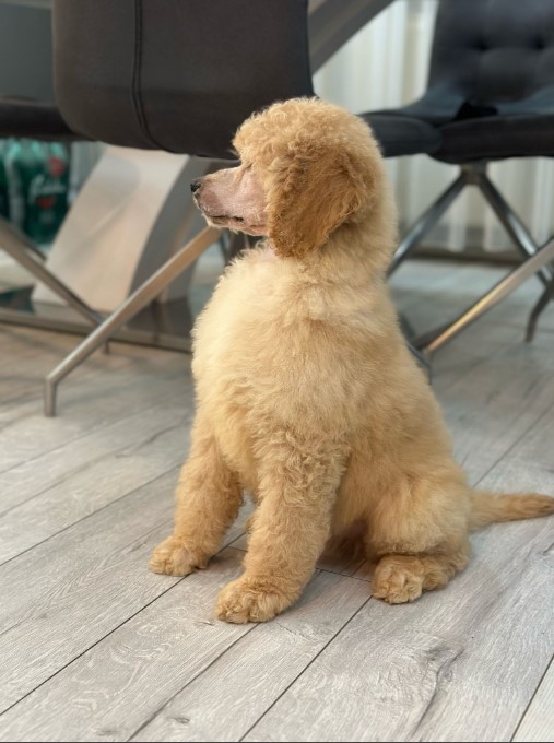 Štenci standard poodle