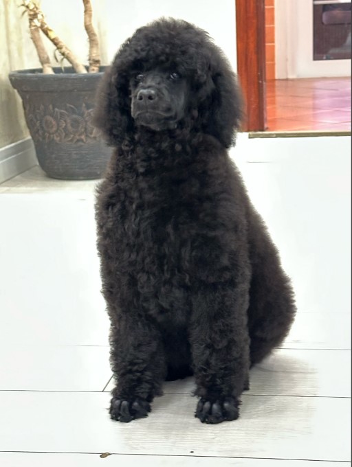 Štenci standard poodle