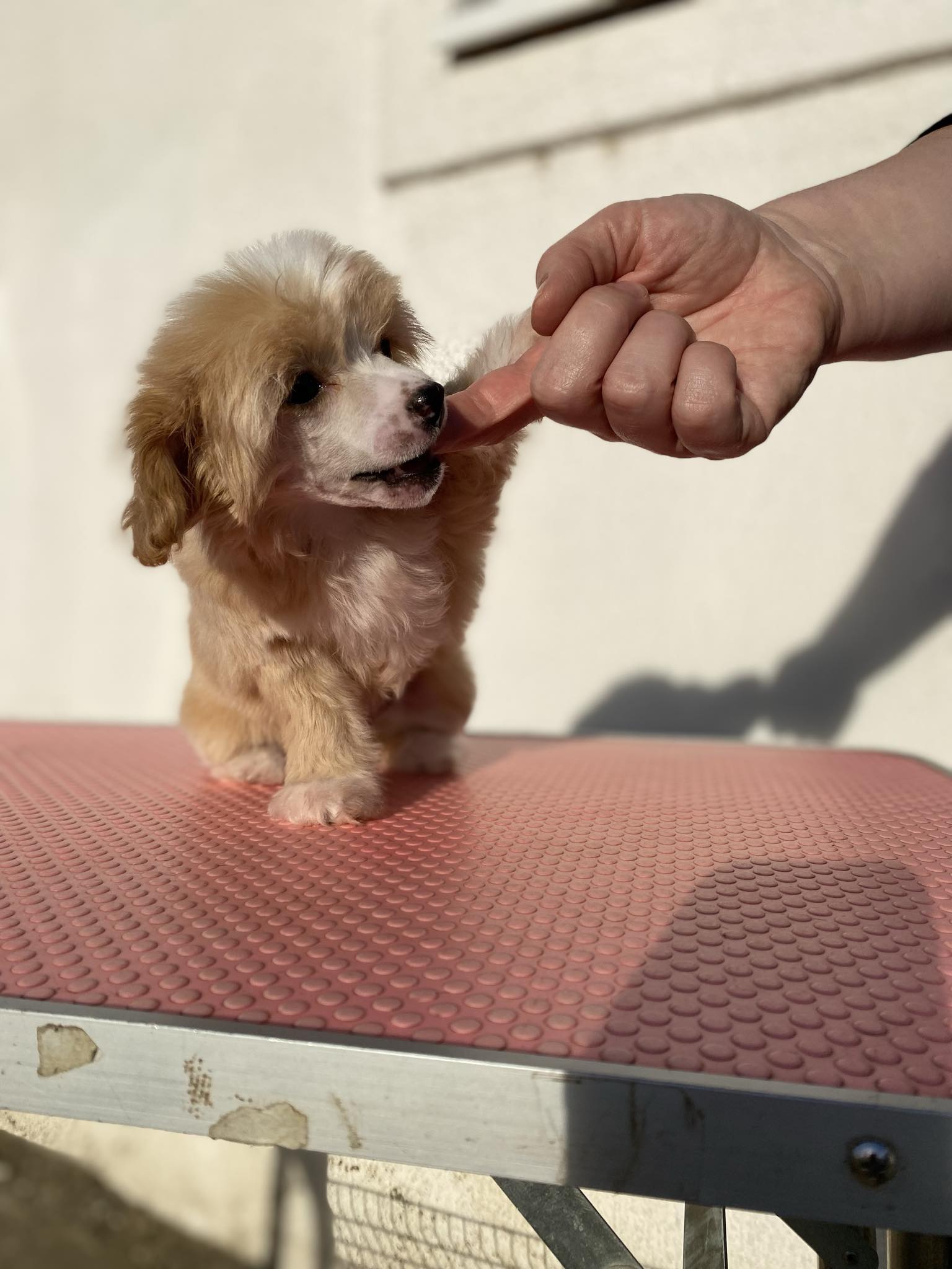 Kineski ćubasti pas štenci