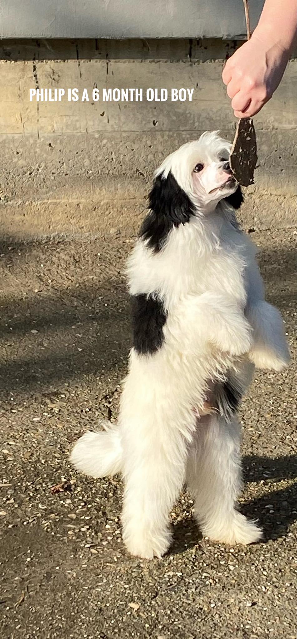 Kineski ćubasti pas štenci