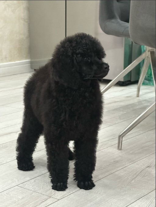 Štenci standard poodle