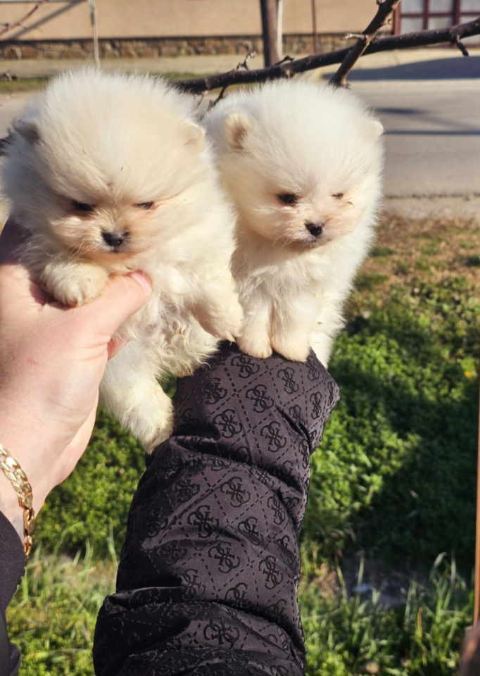 Prelepi POMERANCI vrhunske genetik