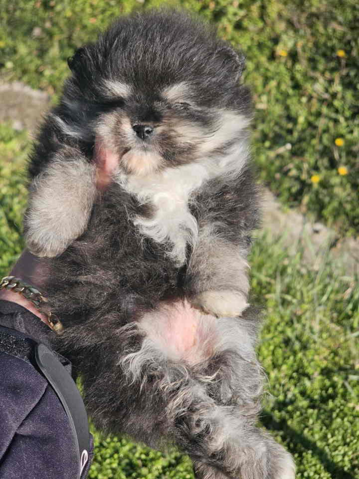 Prelepi POMERANCI vrhunske genetik