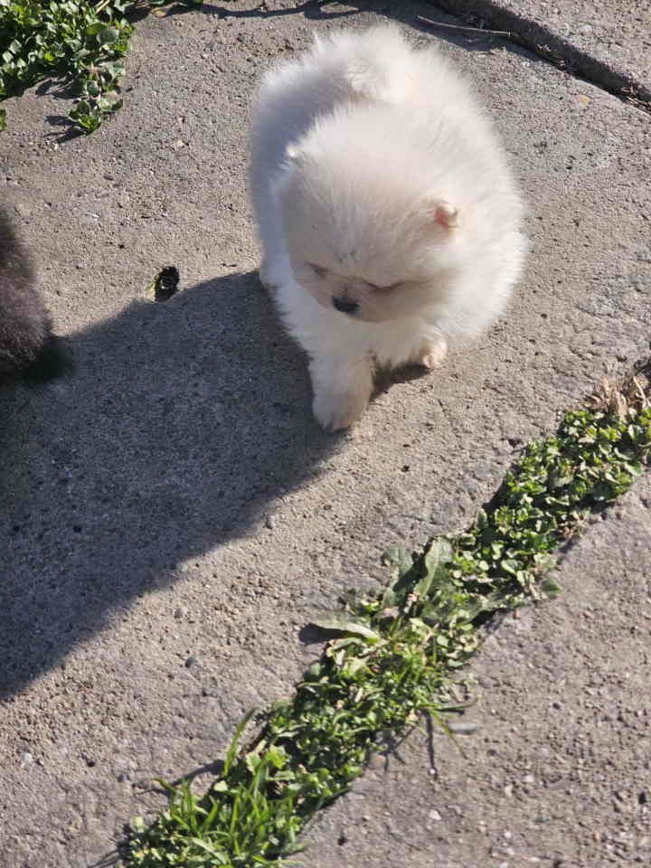 Prelepi POMERANCI vrhunske genetik