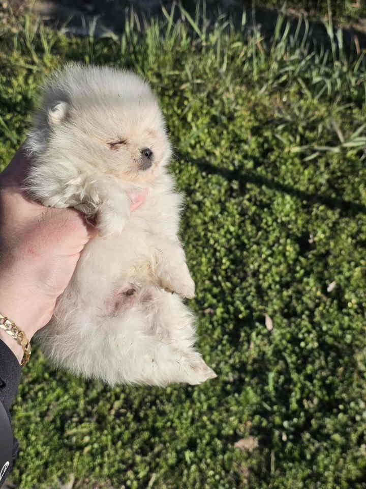 Prelepi POMERANCI vrhunske genetik