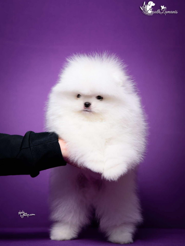 Beli POMERANAC vrhunskog porekla