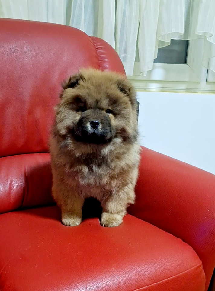 Na prodaju kučići chow chow