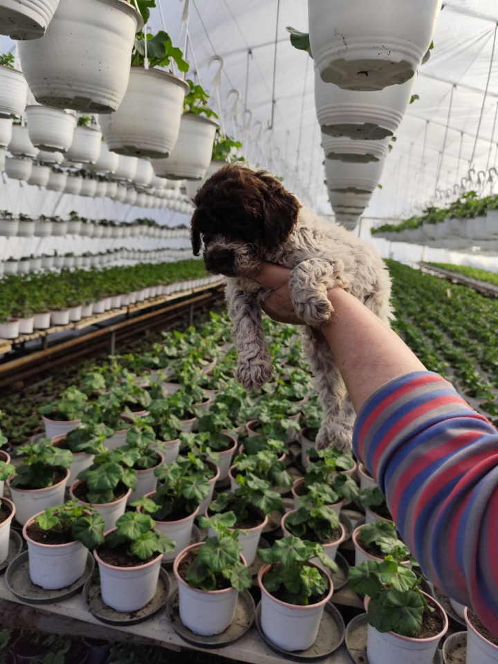 LAGOTO romanjolo štenci