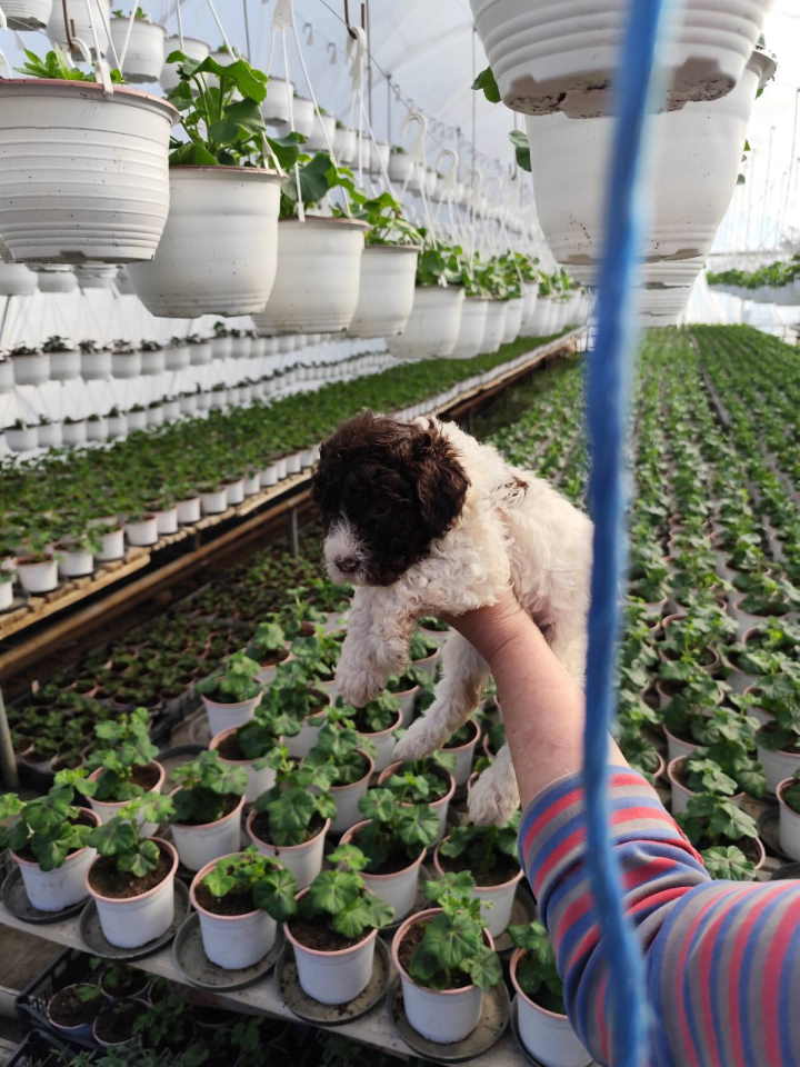 LAGOTO romanjolo štenci