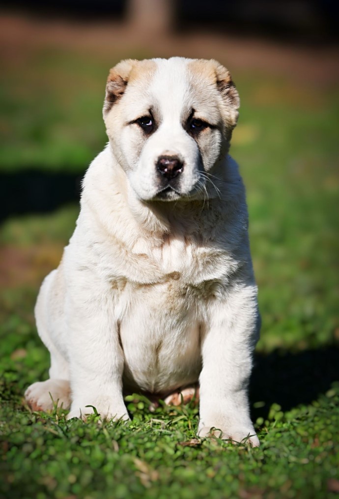 Srednjeazijski ovčar (Alabai) štenci