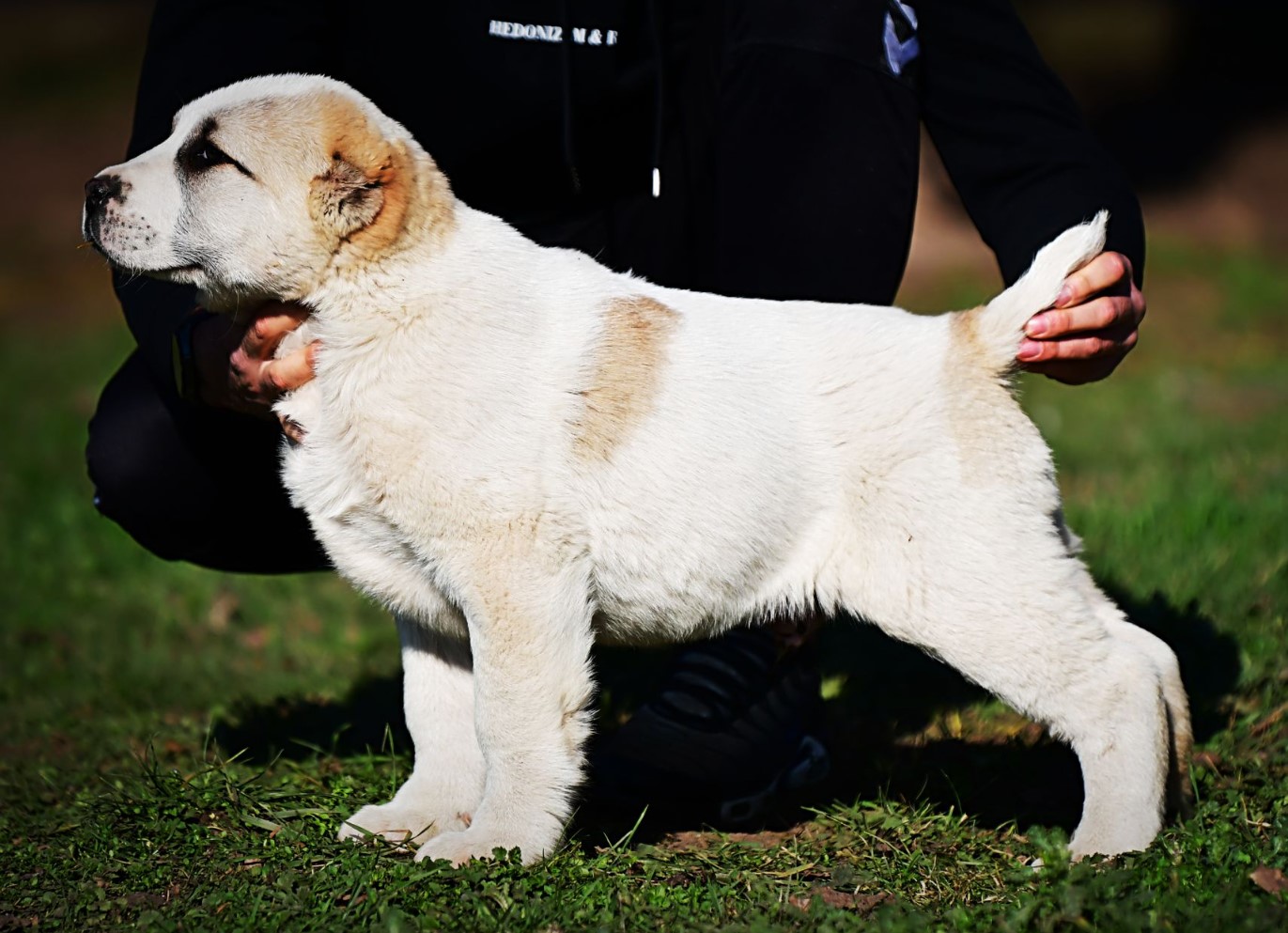 Srednjeazijski ovčar (Alabai) štenci