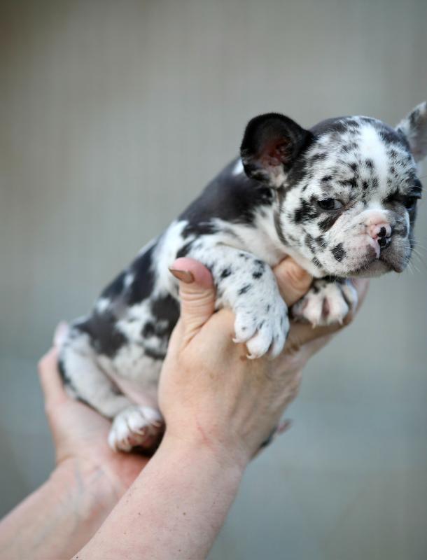 Egzoticni francuski buldozi