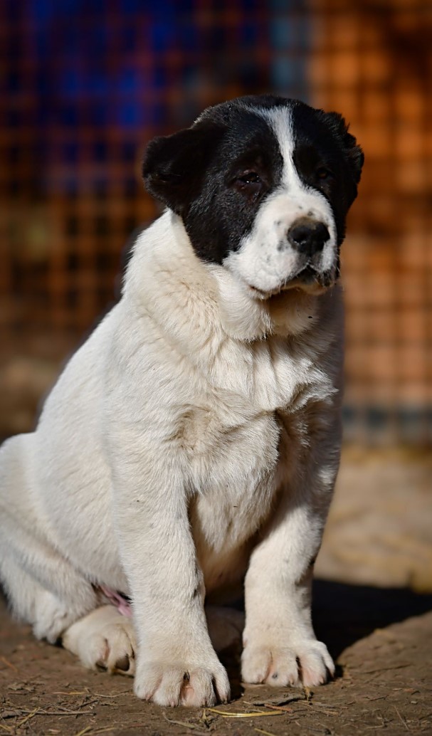 Srednjeazijski ovčar (Alabai) štenci