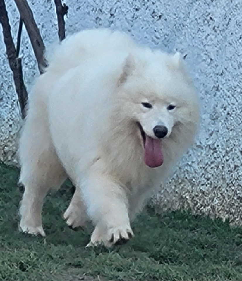 Nudim na prodaju dva fantastična SAMOJEDA