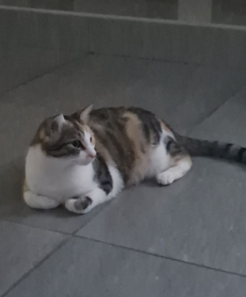 Maca Una na poklon