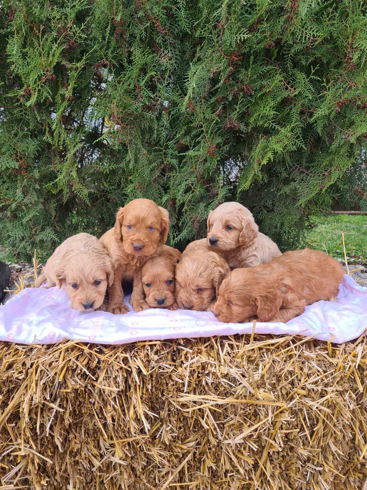 Labradoodle prelepi štenci