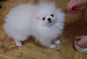 Pomeranac BOO štenci vrhunskog kvaliteta