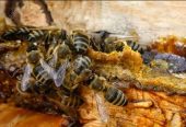 Prodajem propolis rastvor