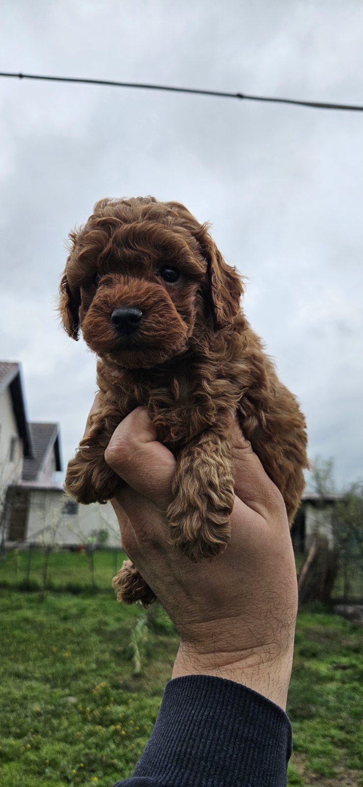 Pudle patuljaste i toy