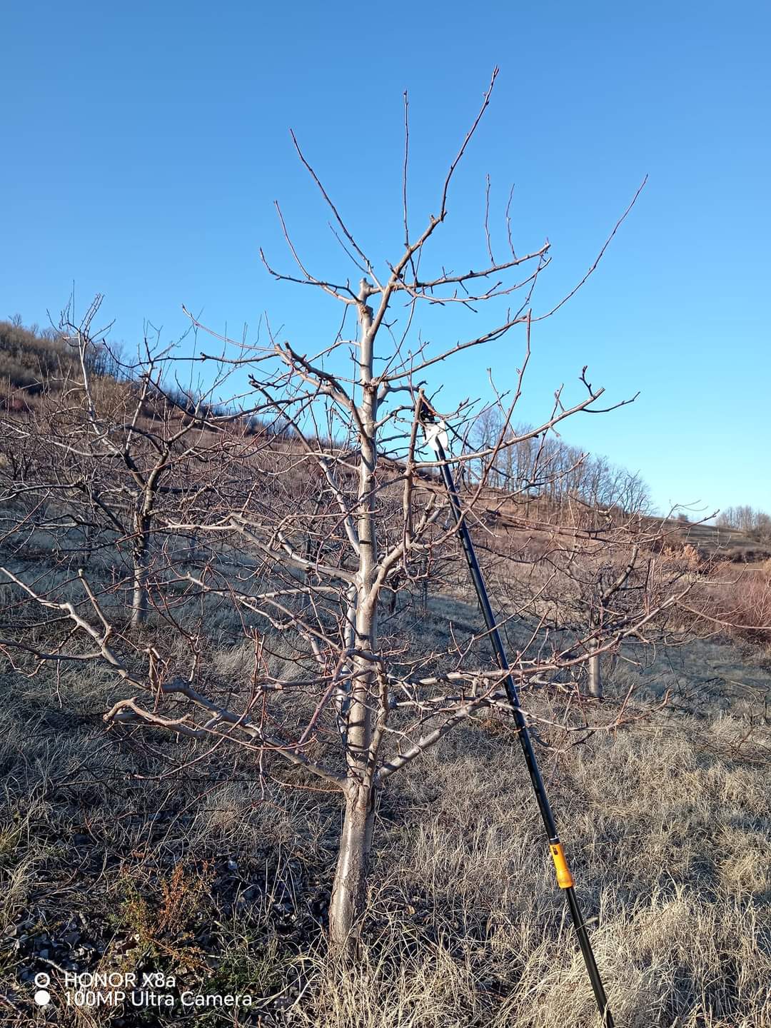 Rezidba vocnjaka i vinograda.