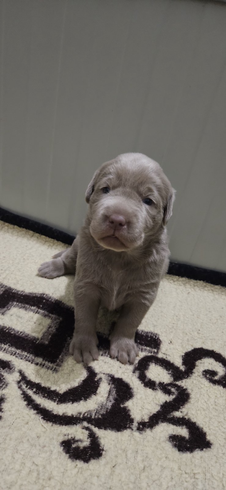 Silver labradori
