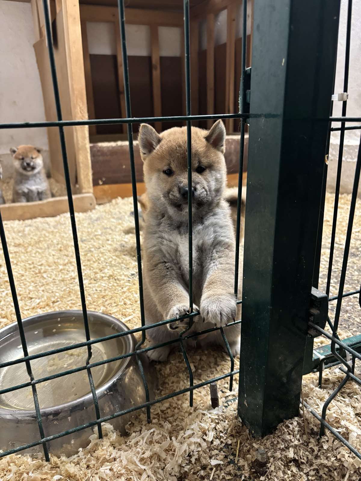 Shiba inu kućići na prodaju