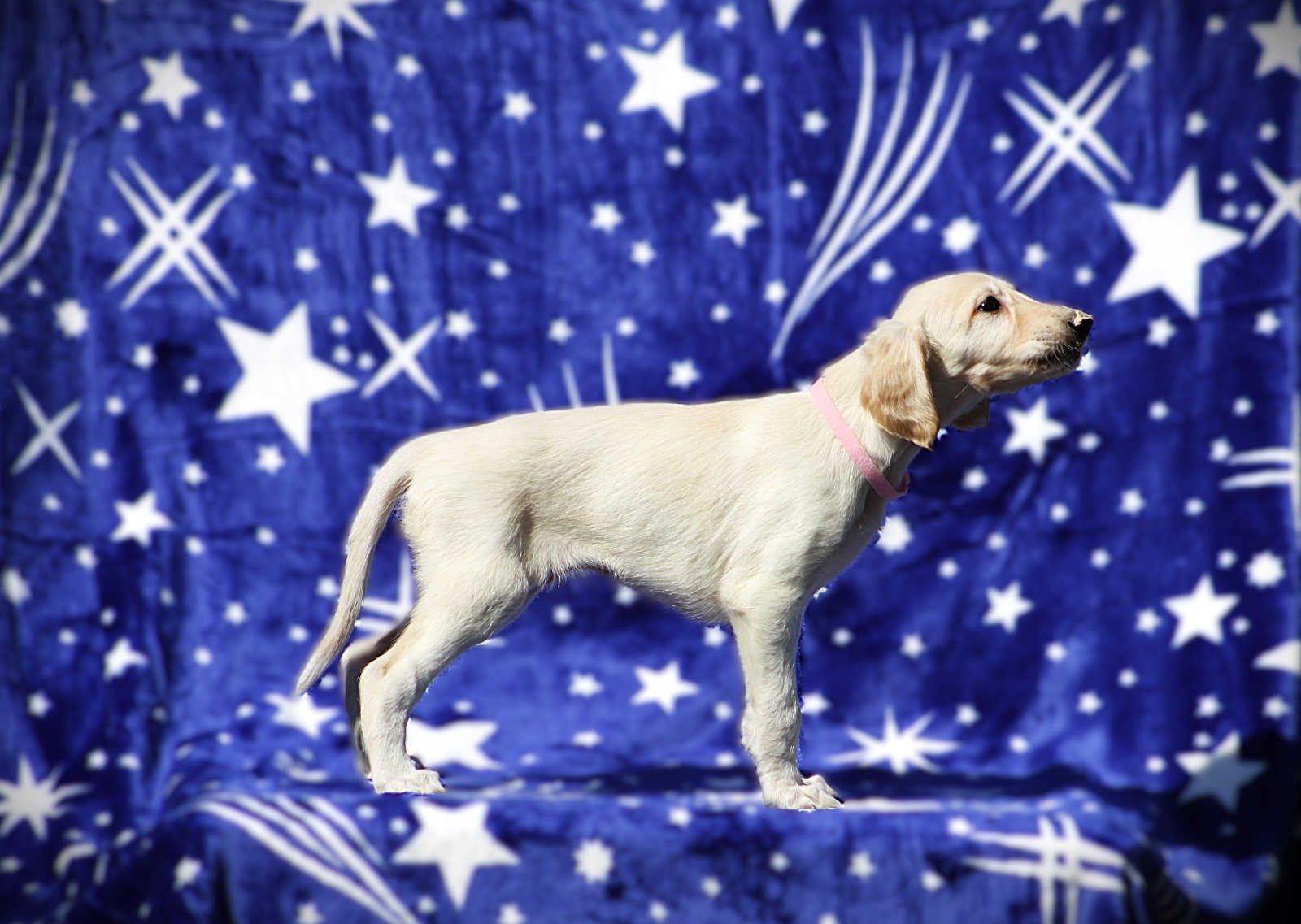 Persiski hrt saluki