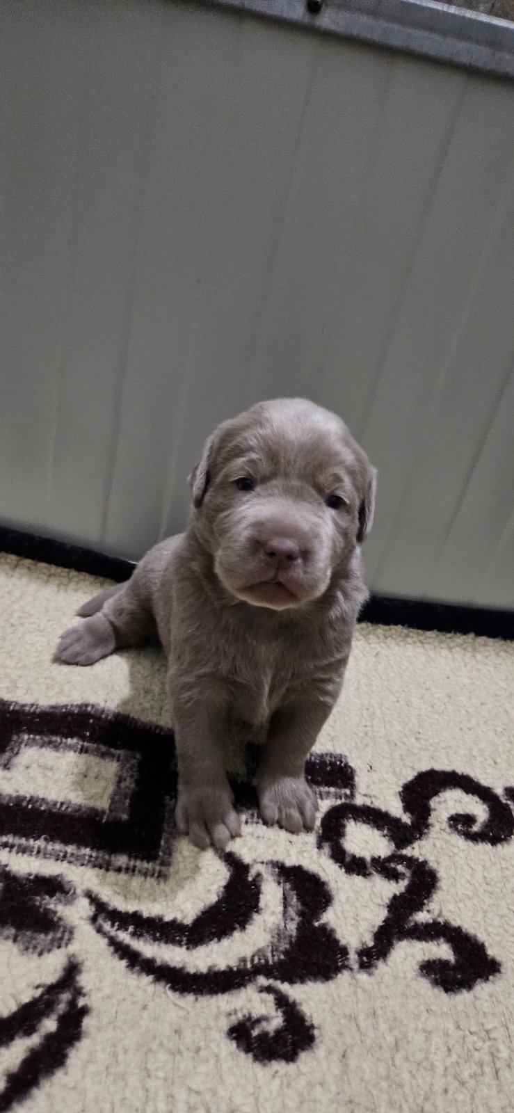 Silver labradori