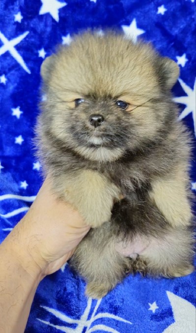 Pomeranac Boo stenci