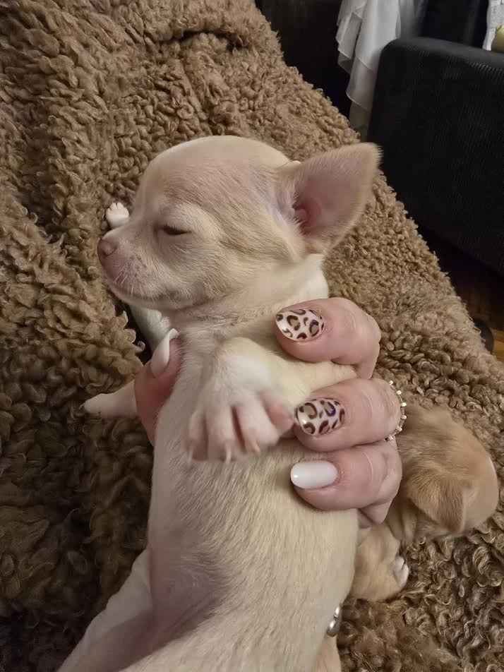 Čivava mini štenci