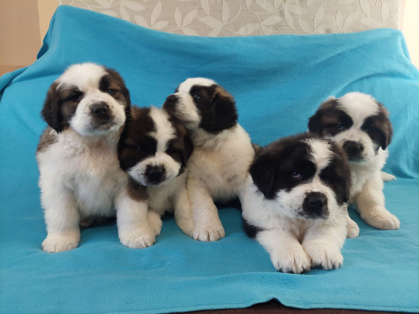 Bernardinci