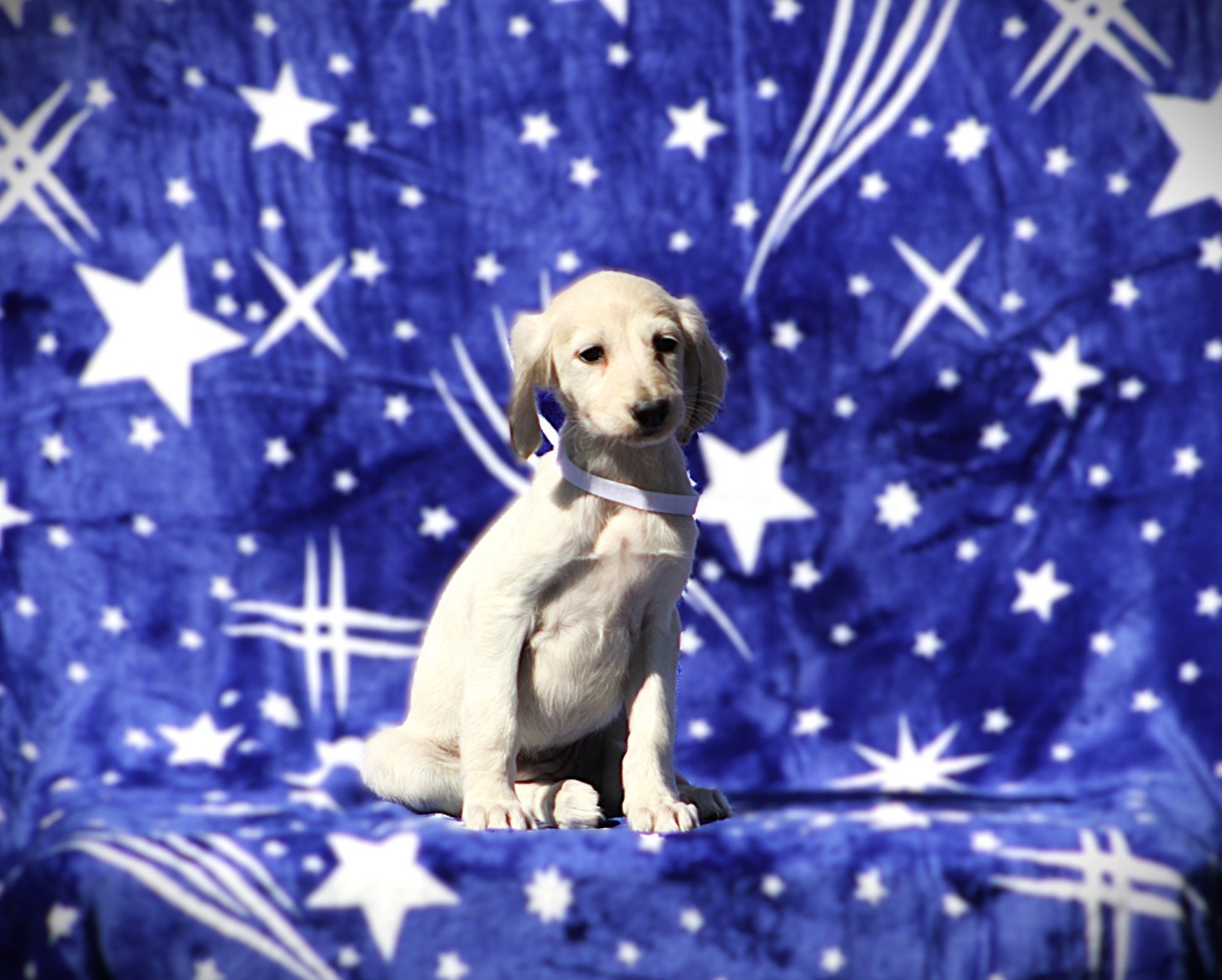 Persiski hrt saluki