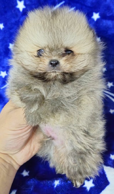 Pomeranac Boo stenci