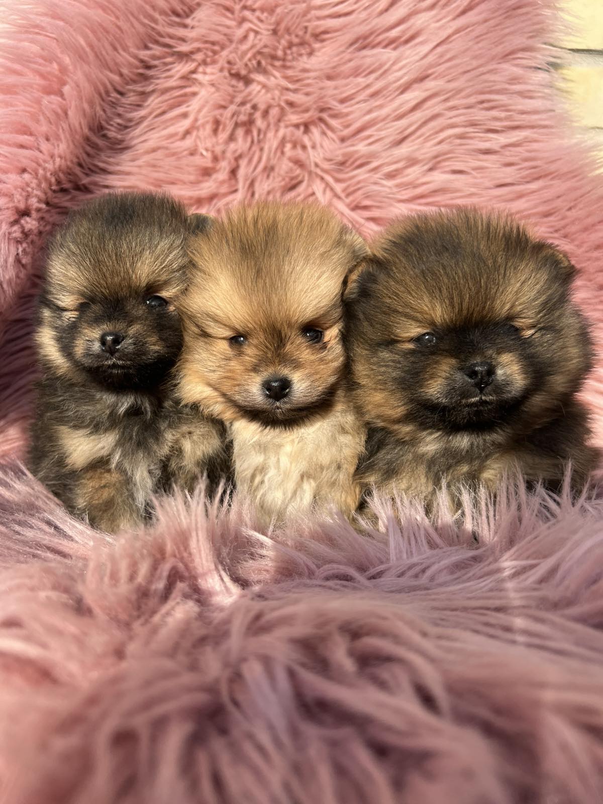 Dostupni prelepi štenci pomeranaca