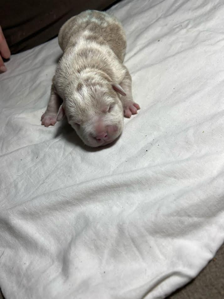 American bully pocket